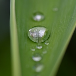 2017-03 New Zealand/Auckland Botanic Garden/DSC_0048.JPG